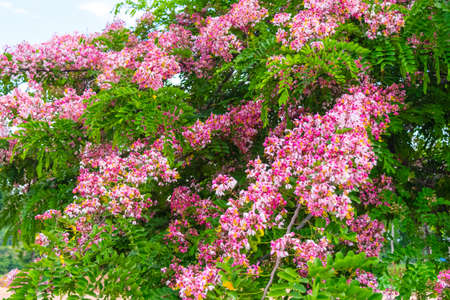 Pink flower of Wishing tree, pink shower, cassia bakeriana craib. Thailand.の写真素材