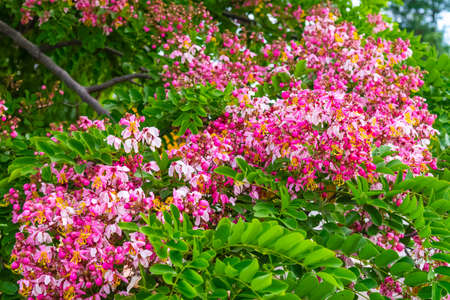 Pink flower of Wishing tree, pink shower, cassia bakeriana craib. Thailand.の写真素材