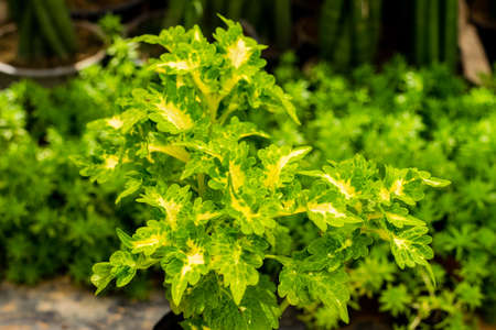 Coleus or Painted Nettle (Plectranthus scutellarioides) multicolored leaves plant.の写真素材