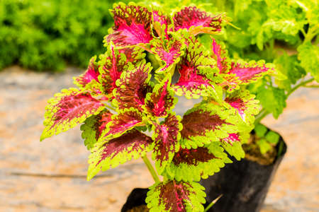 Coleus or Painted Nettle (Plectranthus scutellarioides) multicolored leaves plant.の写真素材