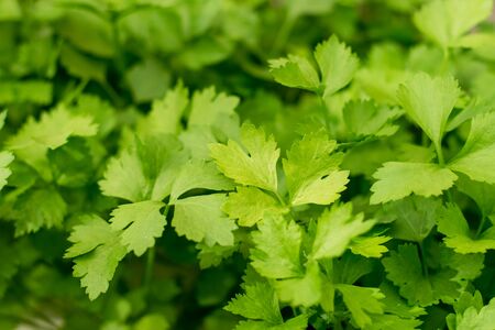 green celery vegetables in an organic gardenの写真素材