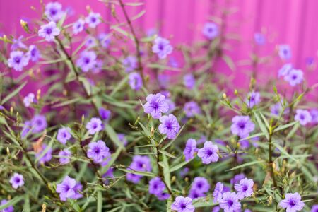 Purple Ruellia tuberosa in a garden with a pink wallの写真素材