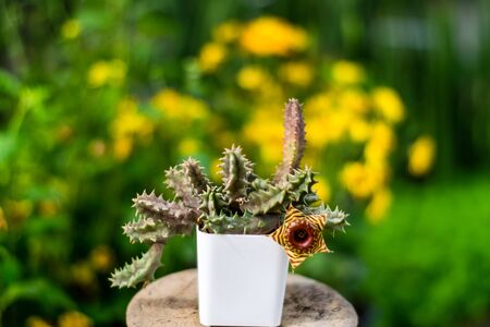 beautiful cactus in the garden with yellow chrysanthemum flowers on the backgroundの写真素材