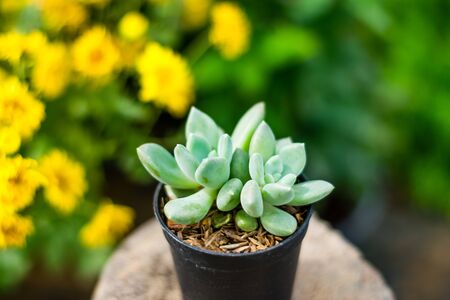 beautiful cactus in the garden with yellow chrysanthemum flowers on the backgroundの写真素材
