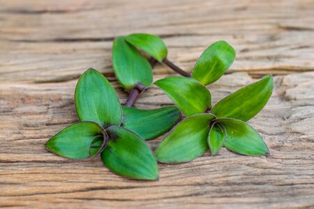 river spiderwort leaf organic herbs on the old wooden table, Thai herbs.の写真素材