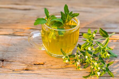 Stevia tea in a glass with stevia leaves in the morning sunshineの写真素材