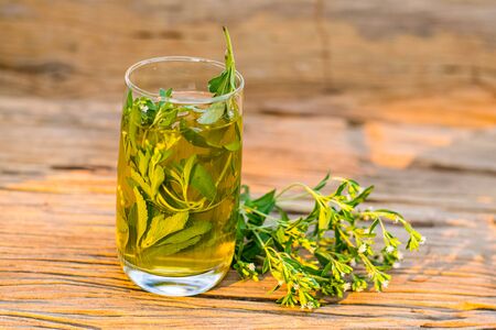 Stevia tea in a glass with stevia leaves in the morning sunshineの写真素材