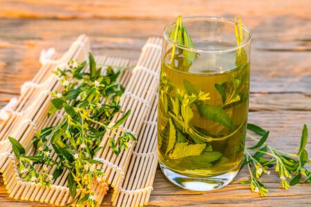 Stevia tea in a glass with stevia leaves in the morning sunshineの写真素材