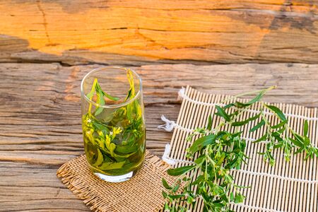 Stevia tea in a glass with stevia leaves in the morning sunshineの写真素材