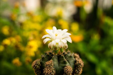 Beautiful white cactus flower blooming in the gardenの写真素材