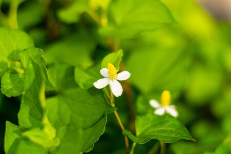 Plu Kaow flower(Houttuynia cordata Thunb ) in the garden, Thai herbsの写真素材