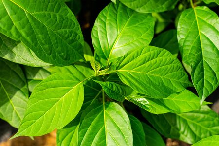 Gurmar medicinal plant for diabetes in the gardenの写真素材