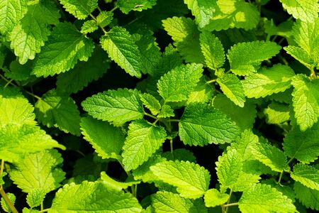 Lemon Balm ,tree and green leaves have property medicine. in the herb gardenの写真素材