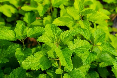 Lemon Balm ,tree and green leaves have property medicine. in the herb gardenの写真素材