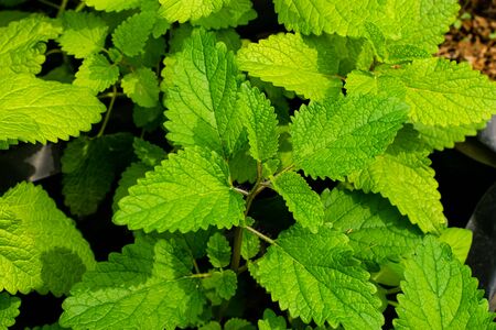 Lemon Balm ,tree and green leaves have property medicine. in the herb gardenの写真素材