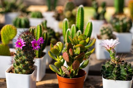 Beautiful cactus flowers blooming in the gardenの写真素材