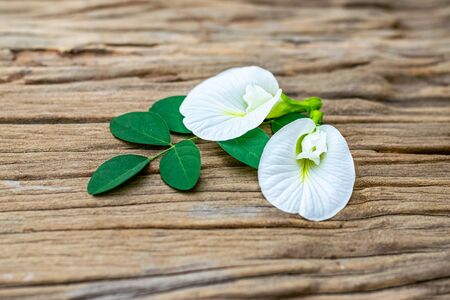 White anchan flowers on an old wooden tableの写真素材