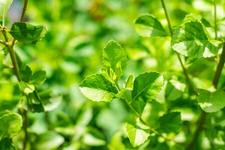 Indian marsh fleabane, green leaves have medicinal properties.の写真素材