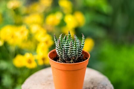 beautiful cactus in the garden with yellow chrysanthemum flowers on the backgroundの写真素材