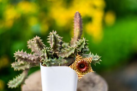 beautiful cactus in the garden with yellow chrysanthemum flowers on the backgroundの写真素材