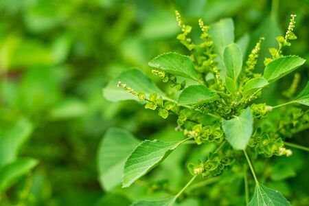 Green leaves of Indian nettle, Tree-seeded mercury, Indian acalypha, Indian copperleaf.の写真素材