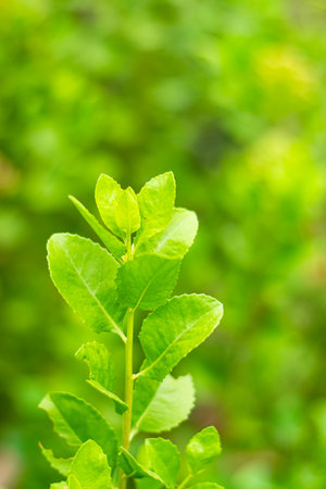 Indian marsh fleabane, green leaves have medicinal properties.の写真素材