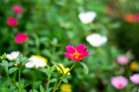 Beautiful Common Purslane flowers in the gardenの写真素材