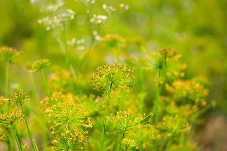 The grass blooming in the forestの写真素材