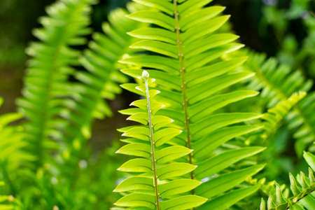 Beautyful ferns leaves green foliage natural floral fern backgroundの写真素材