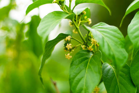 Gurmar medicinal plant with flowers for diabetes in the gardenの写真素材
