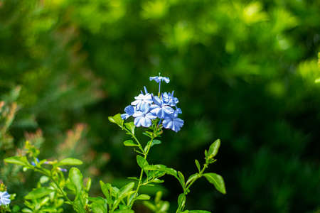 Cape leadwort,Plumbago auriculata in the gardenの写真素材