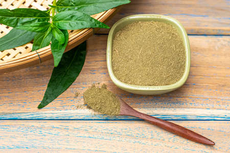 Andrographis paniculata plant and Andrographis paniculata powder, Traditional thai herbs.の写真素材