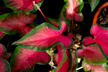 Colorful caladium with water droplets in the garden.の写真素材