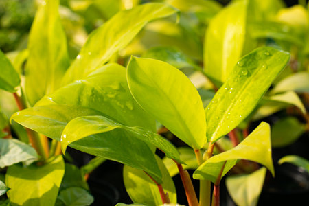 Philodendron erubescens K. Koch with water drops after rain.の写真素材