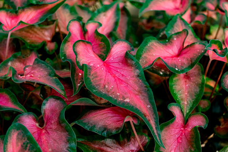 Colorful caladium with water droplets in the garden.の写真素材