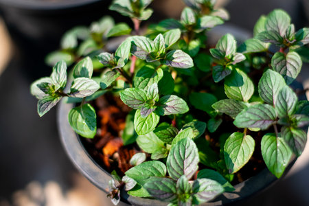 Black mint growing in organic farm, herb and spiceの写真素材