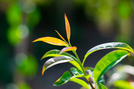 Cratoxylum formosum  young red leaves in Thailandの写真素材