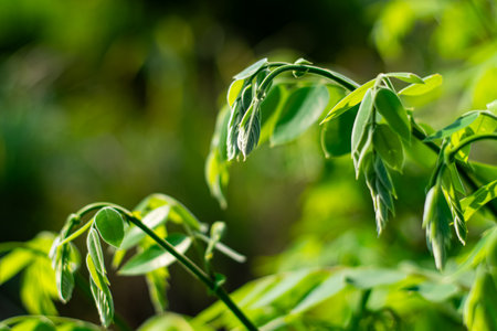 Nature of green leaves in the garden in summer, Thailandの写真素材