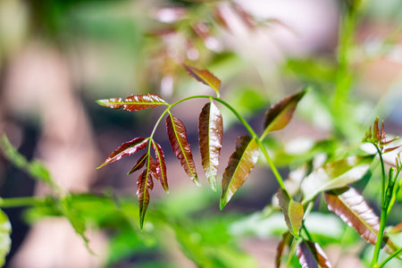 Neem young shoots in the gardenの写真素材