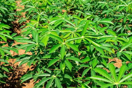 Cassava plantation, cassava field agriculture in Thailand