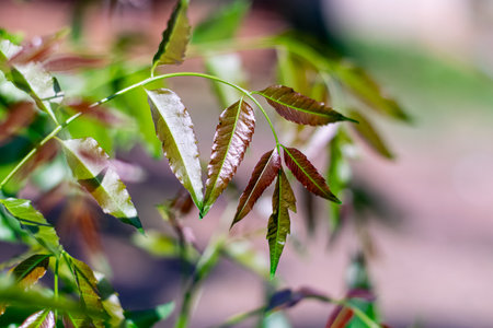 Neem young shoots in the gardenの写真素材
