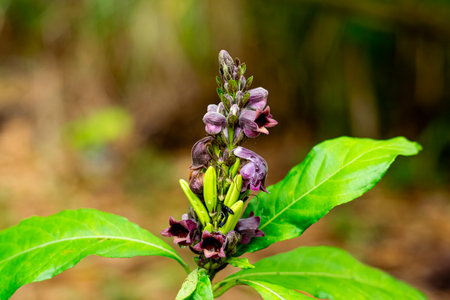 Phlogacanthus pulcherrimus T.Anderson,flowers and Thai herbs have medicine properties.の写真素材