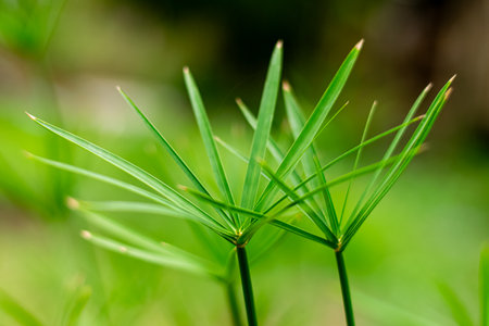 Beautiful papyrus plant in the garden