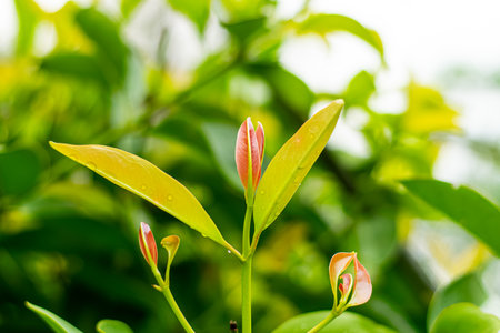 Fresh green leaves of garcinia cowa (Garcinia Cowa Roxb)の写真素材
