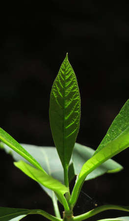 Green avocado leaf growing in the gardenの写真素材