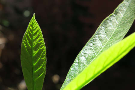 Green avocado leaf growing in the gardenの写真素材