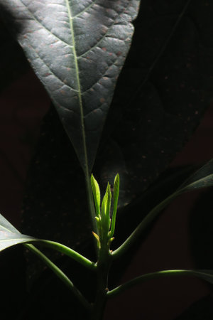 Green avocado leaf growing in the gardenの写真素材