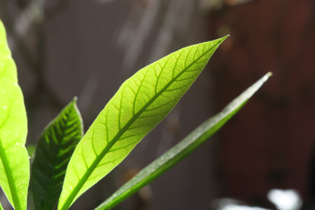 Nature plant background in sunny dayの写真素材