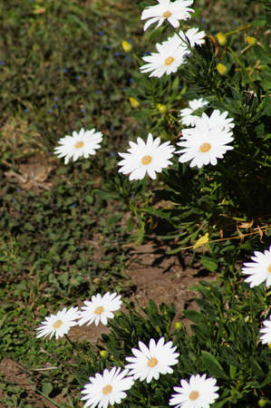 Nature plant background in sunny dayの写真素材