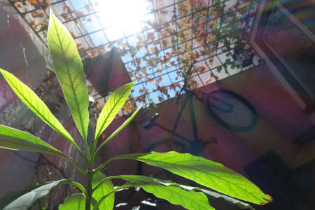 Nature plant background in sunny dayの写真素材